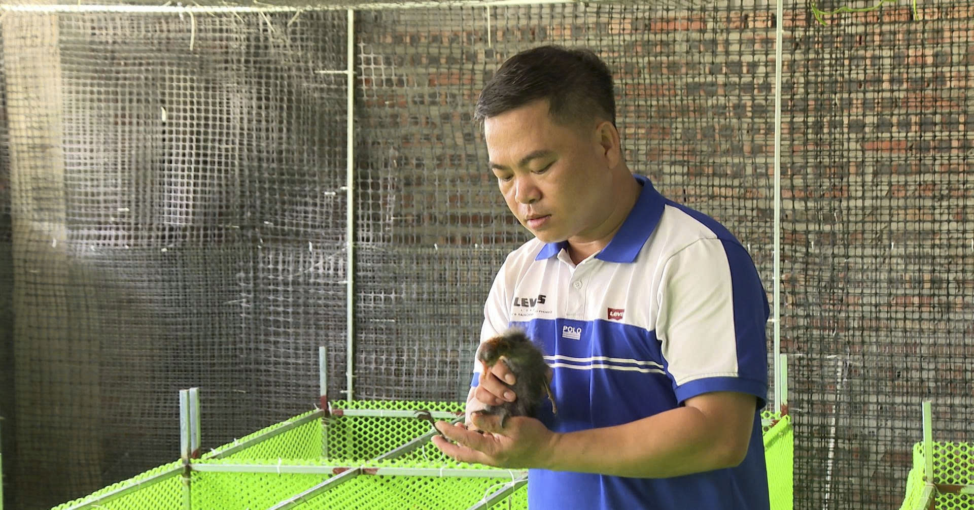 Farmer revives royal bird in Bac Ninh, turns wildlife into fortune