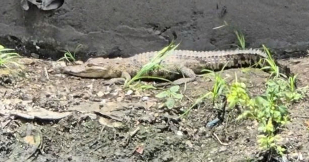 Crocodile spotted in HCM City canal, search operation underway