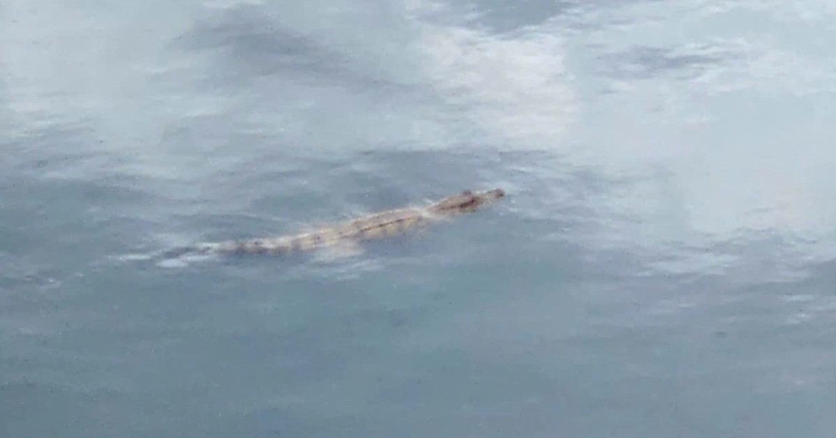 Crocodile captured in Ho Chi Minh City’s Nuoc Den Canal