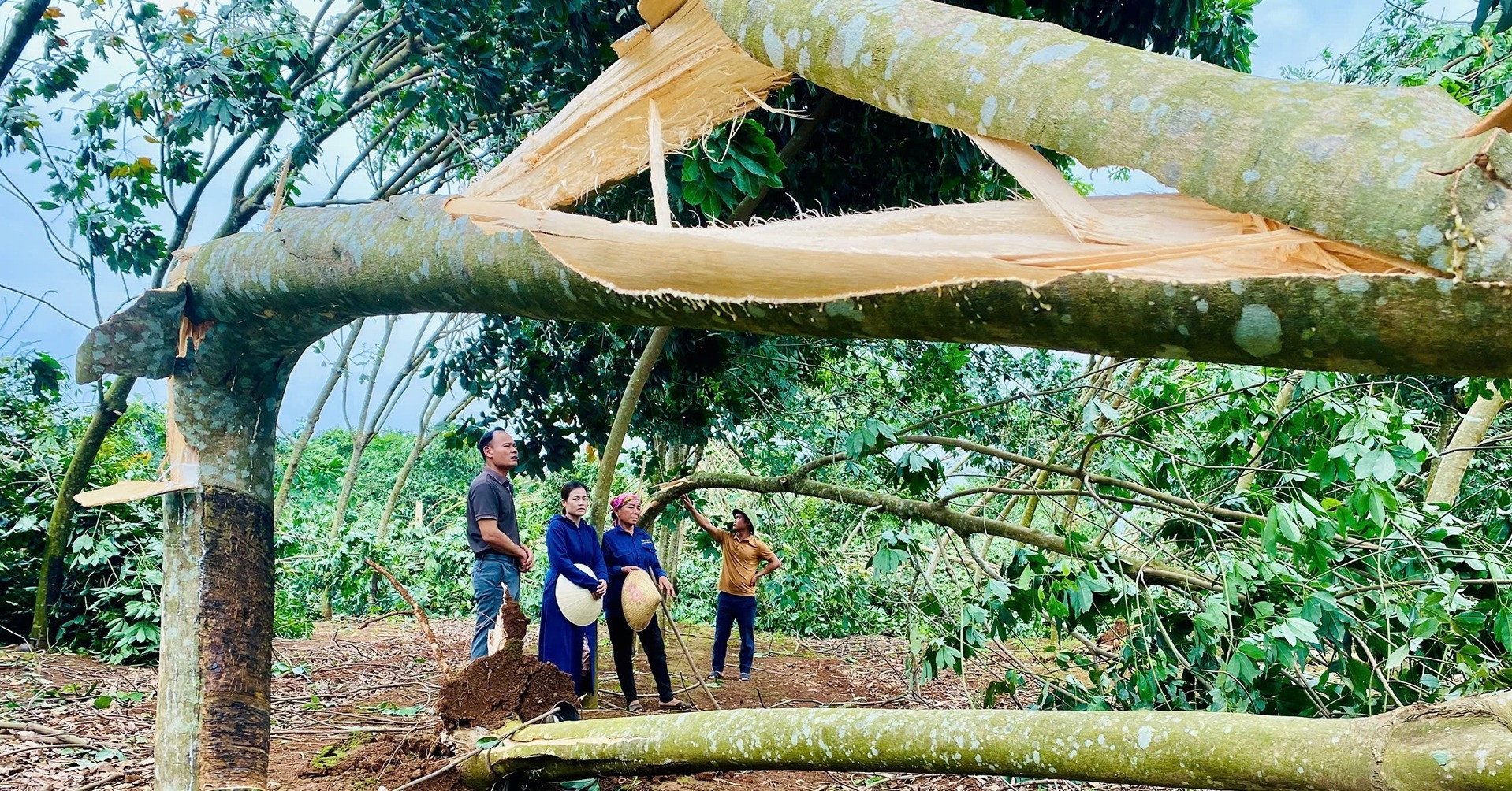 One dead, four injured in Nghe An as trees fall during storm