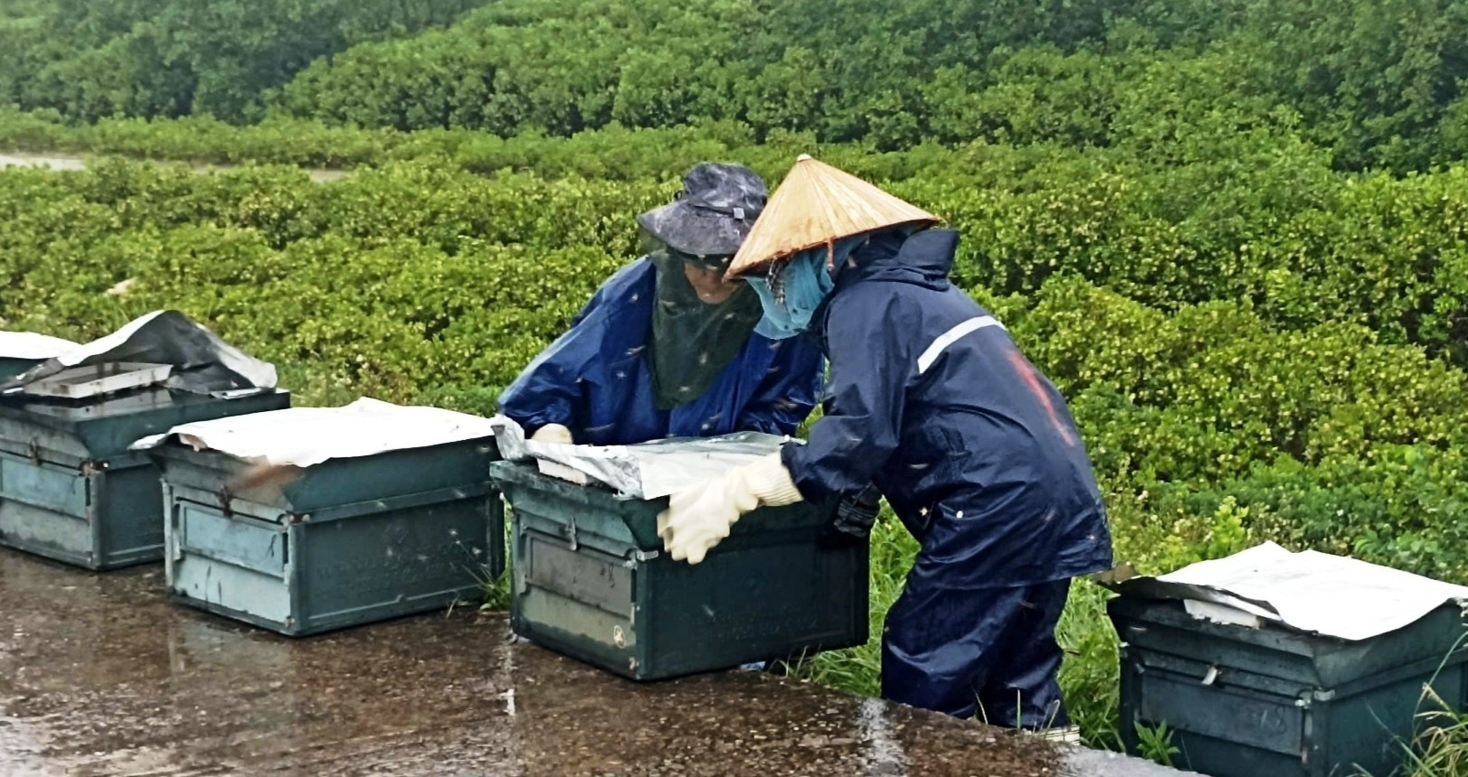 Beekeepers drive 1,500km to save hives from Typhoon Wipha