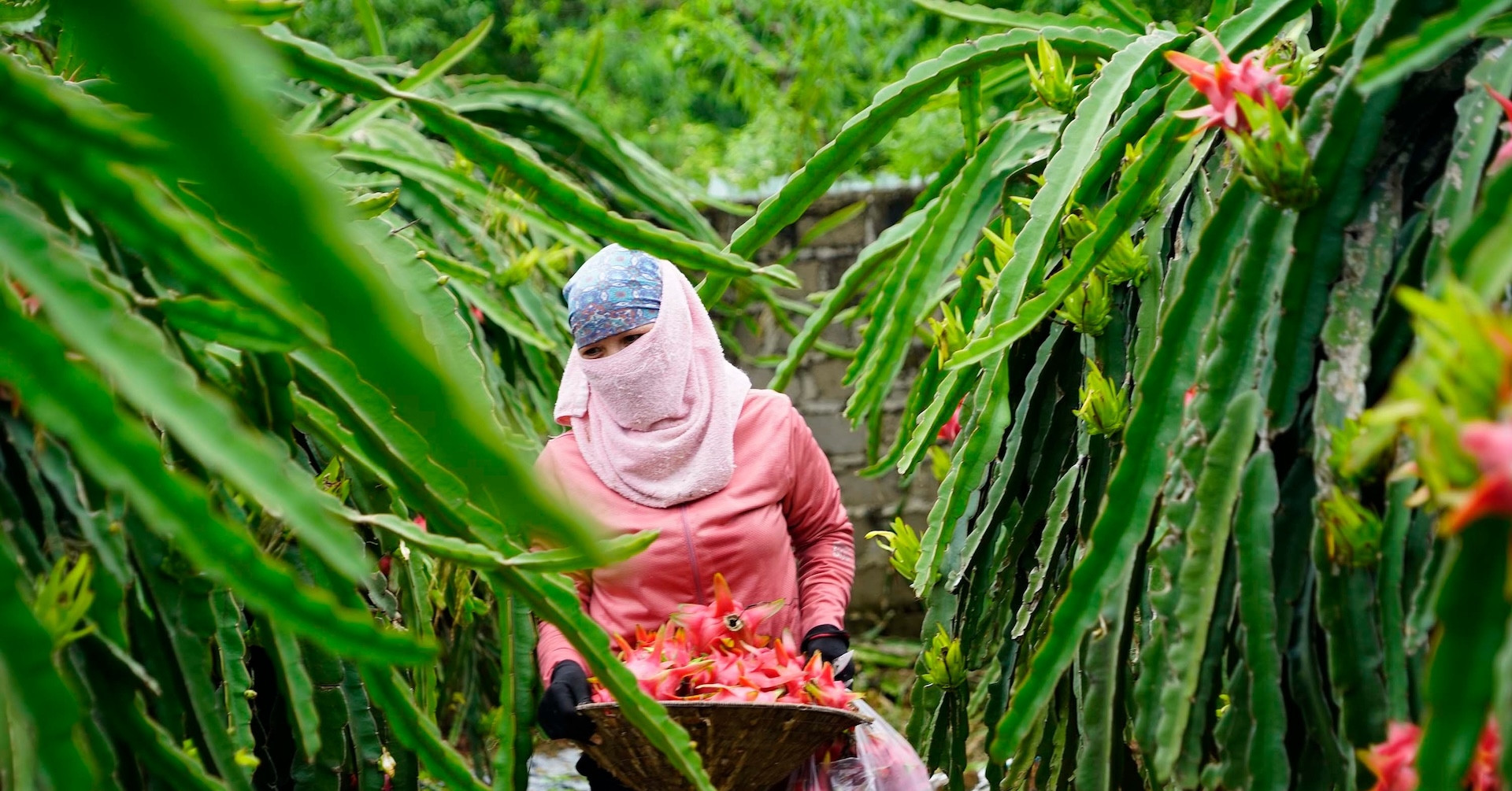 Vietnam’s dragon fruit, pepper exports stalled by certification delays