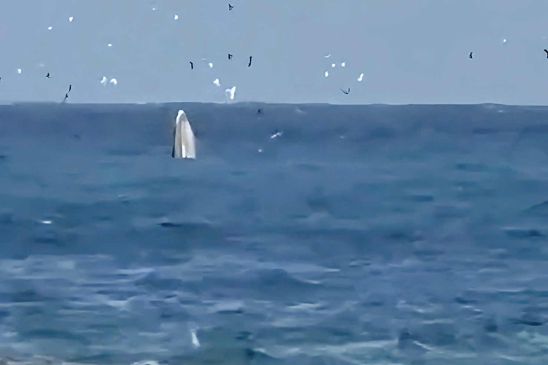 Cá voi xuất hiện trong vịnh Nha Trang. Ảnh: N.X.jpg