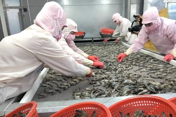 China becomes Vietnam’s largest shrimp export market