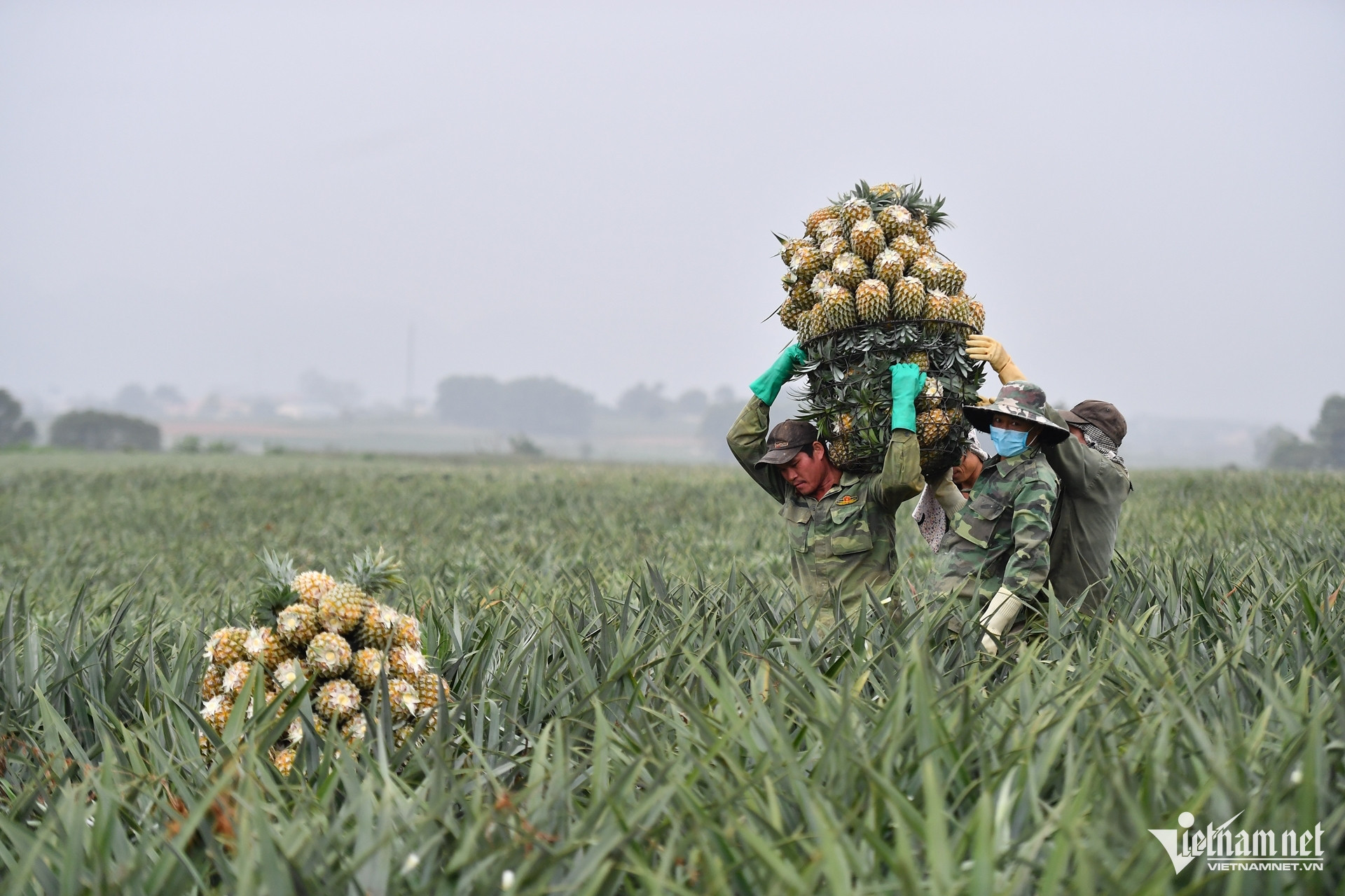 Farmers break promises as Chinese traders offer higher prices for fruit