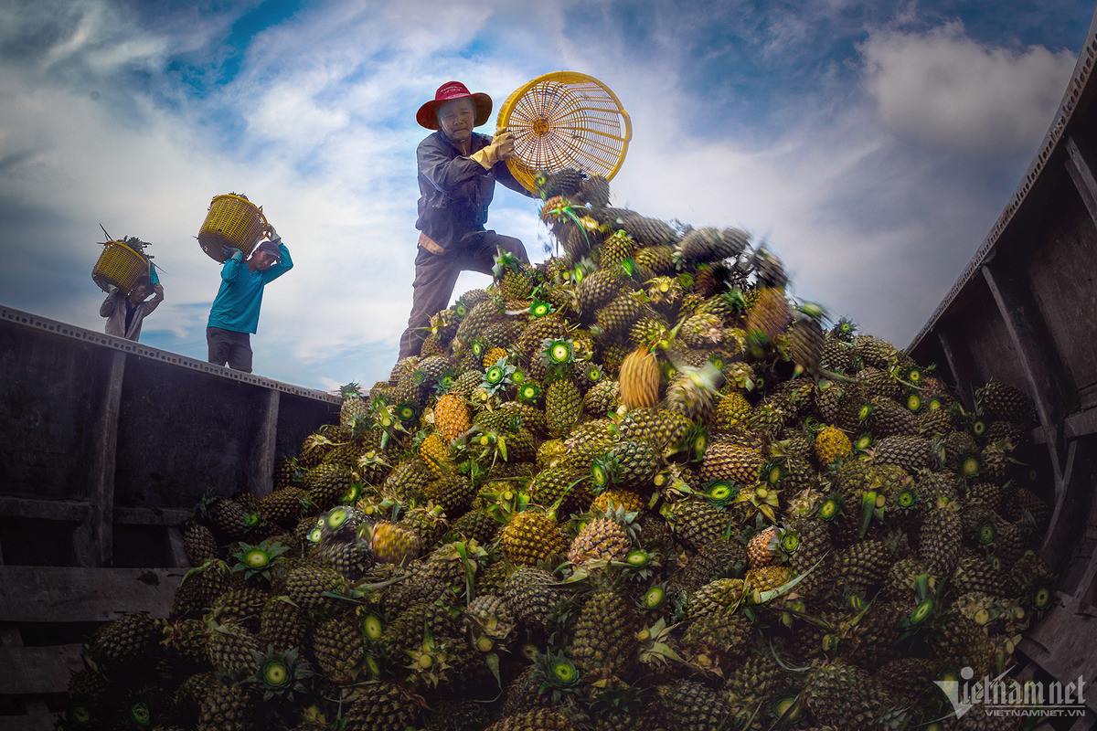 Four fruits could bring Vietnam billions of dollars annually