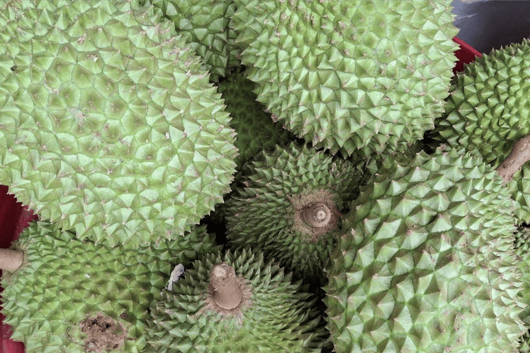 Durian exports to China rise again, bringing profits to farmers