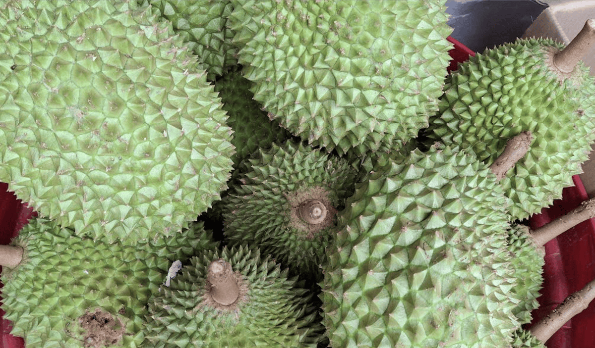 durian TA (1).png