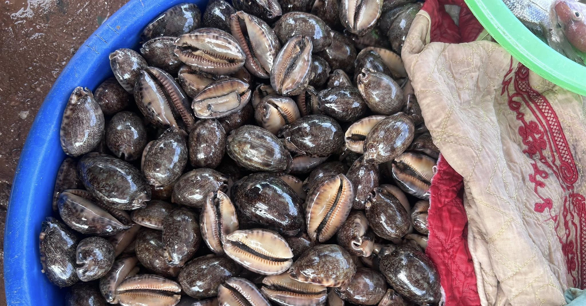 Vietnam’s crunchy seaside delicacy with a cheeky name