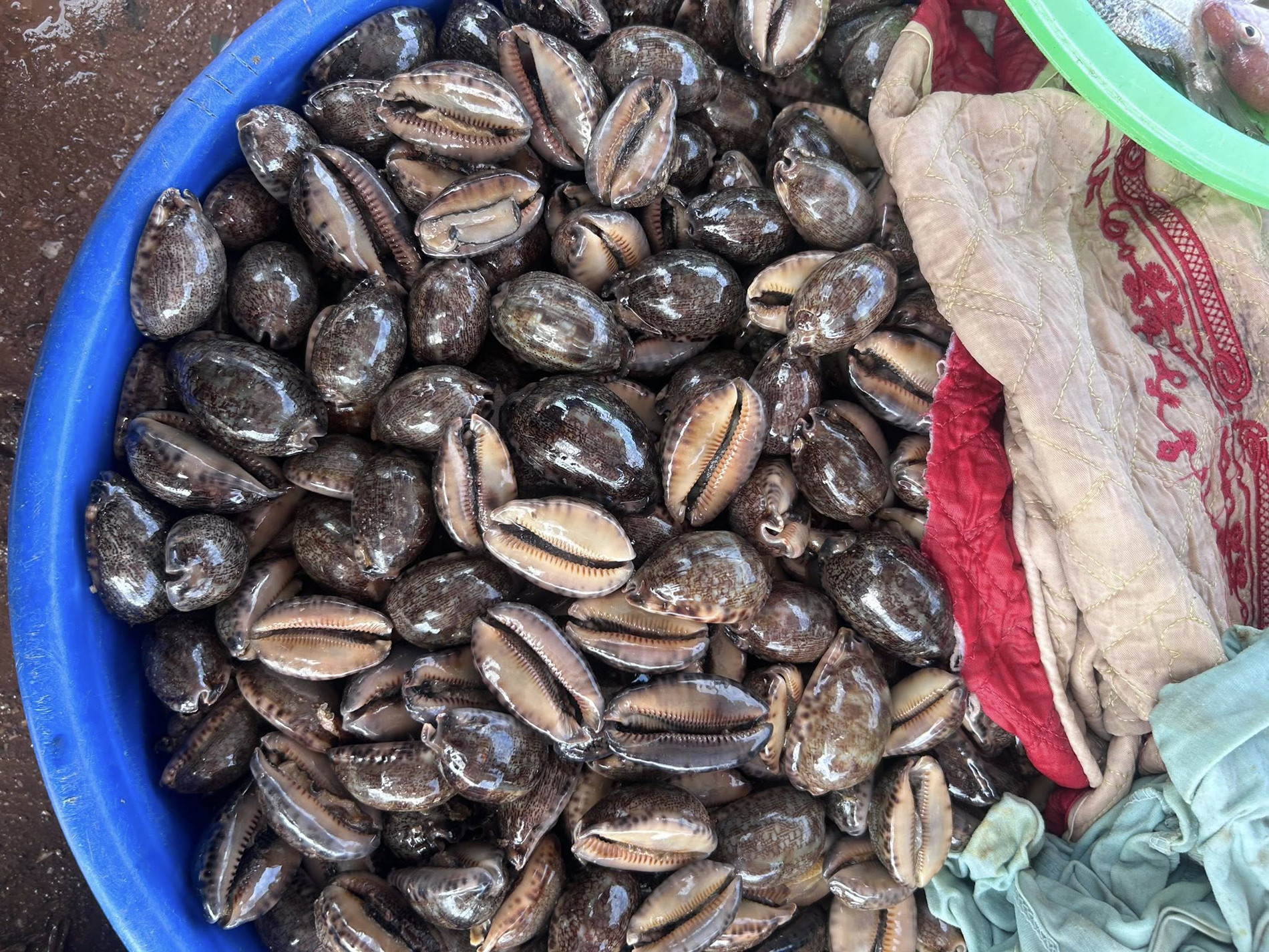 ốc trinh nữ   lê hoàng quang nguyên 0.jpg