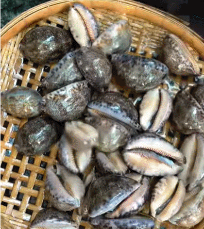 thumb ốc trinh nữ.gif