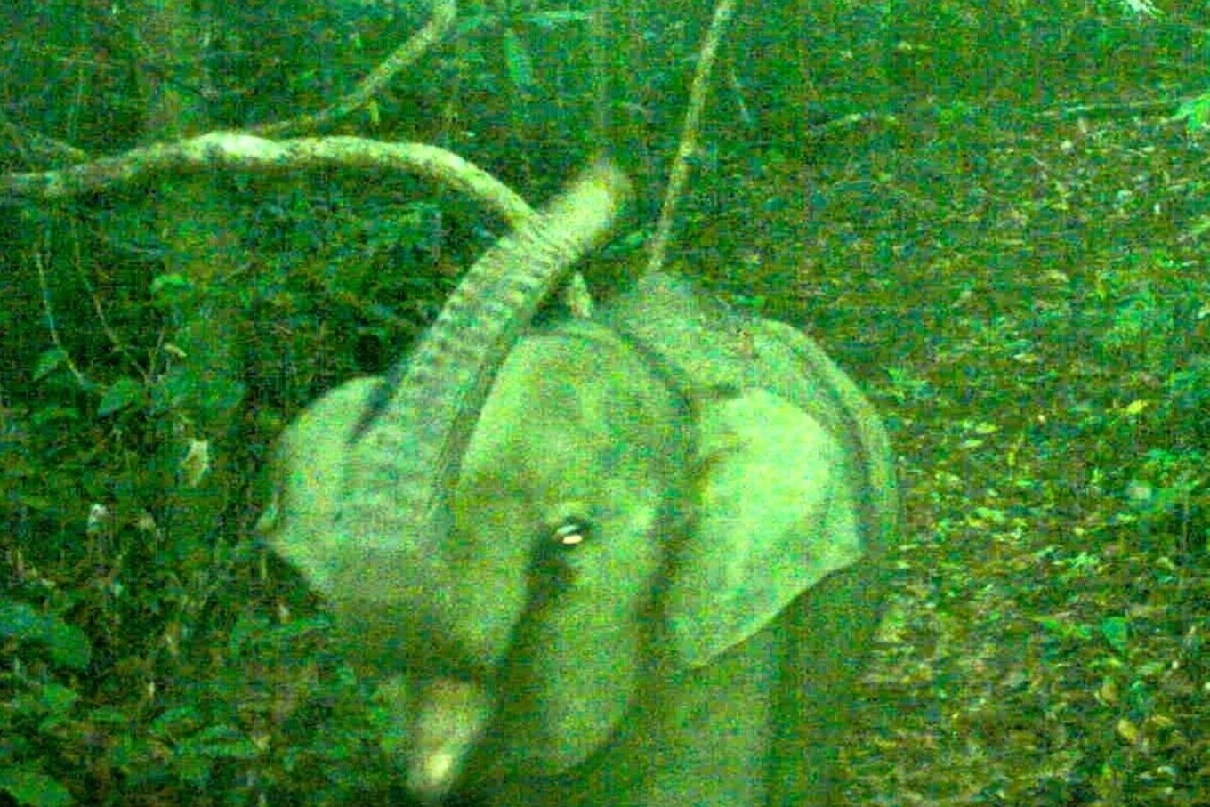 Newborn elephant spotted in Danang conservation area
