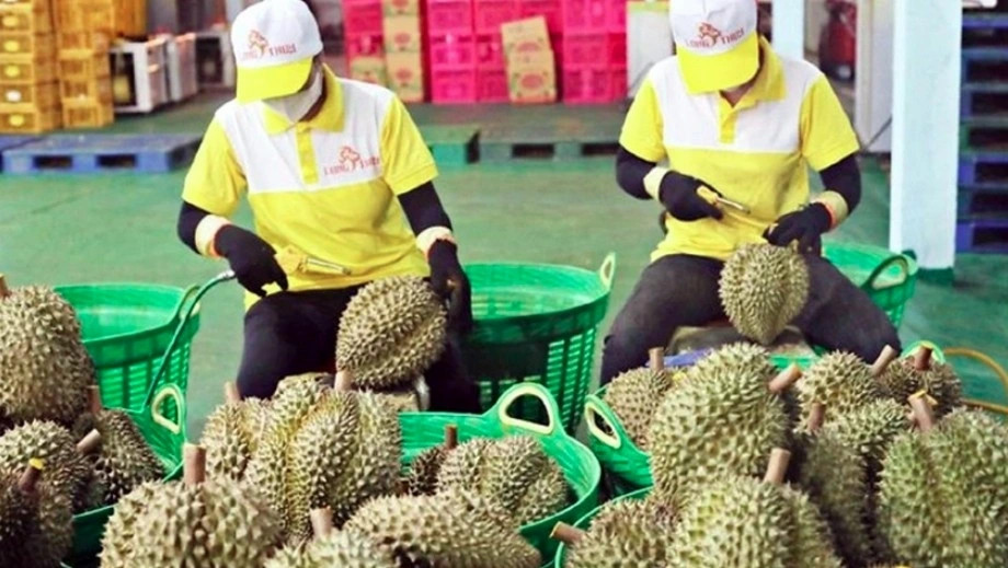 new export standards set to elevate vietnam s durian sector picture 1