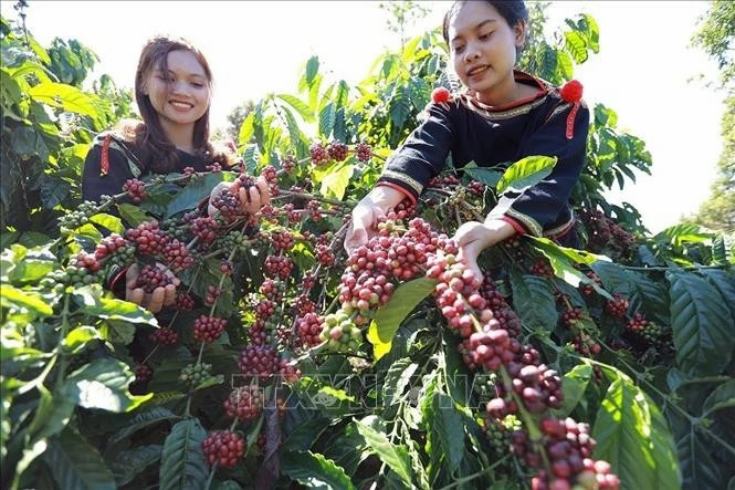 Agro-forestry-fisheries exports near 34 billion USD in H1