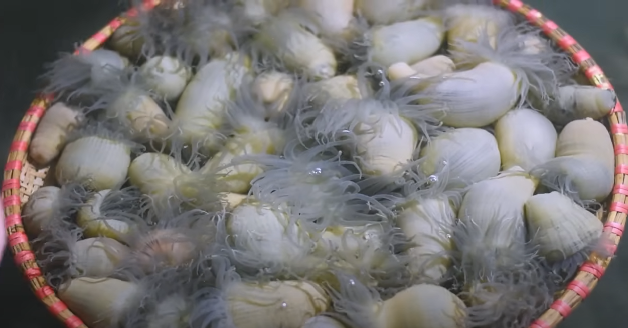 Strange sea creature from central Vietnam now a sought-after ingredient
