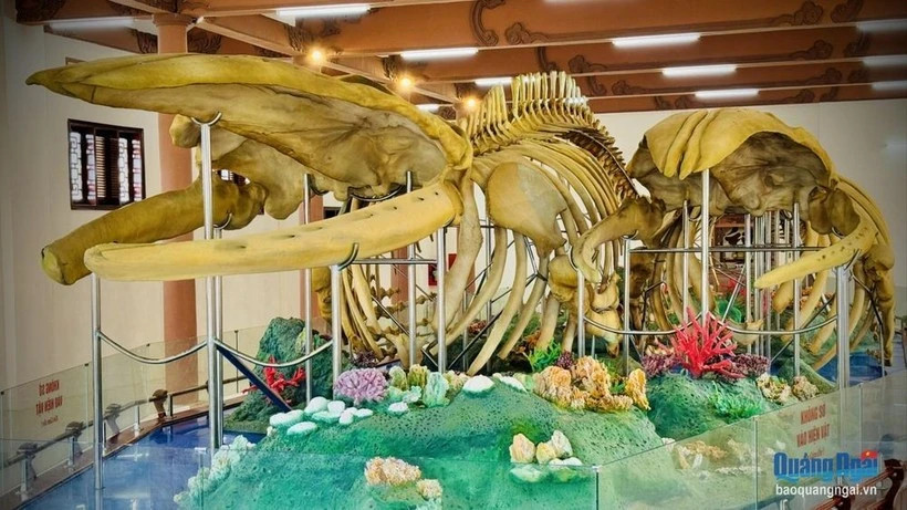 Vietnam’s largest reconstructed whale skeletons recognised on Ly Son Island