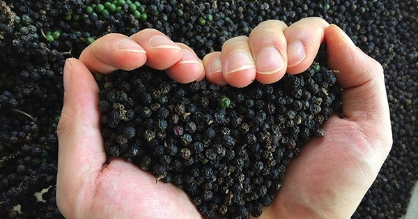 Vietnam’s pepper exports spike as US demand drives prices higher