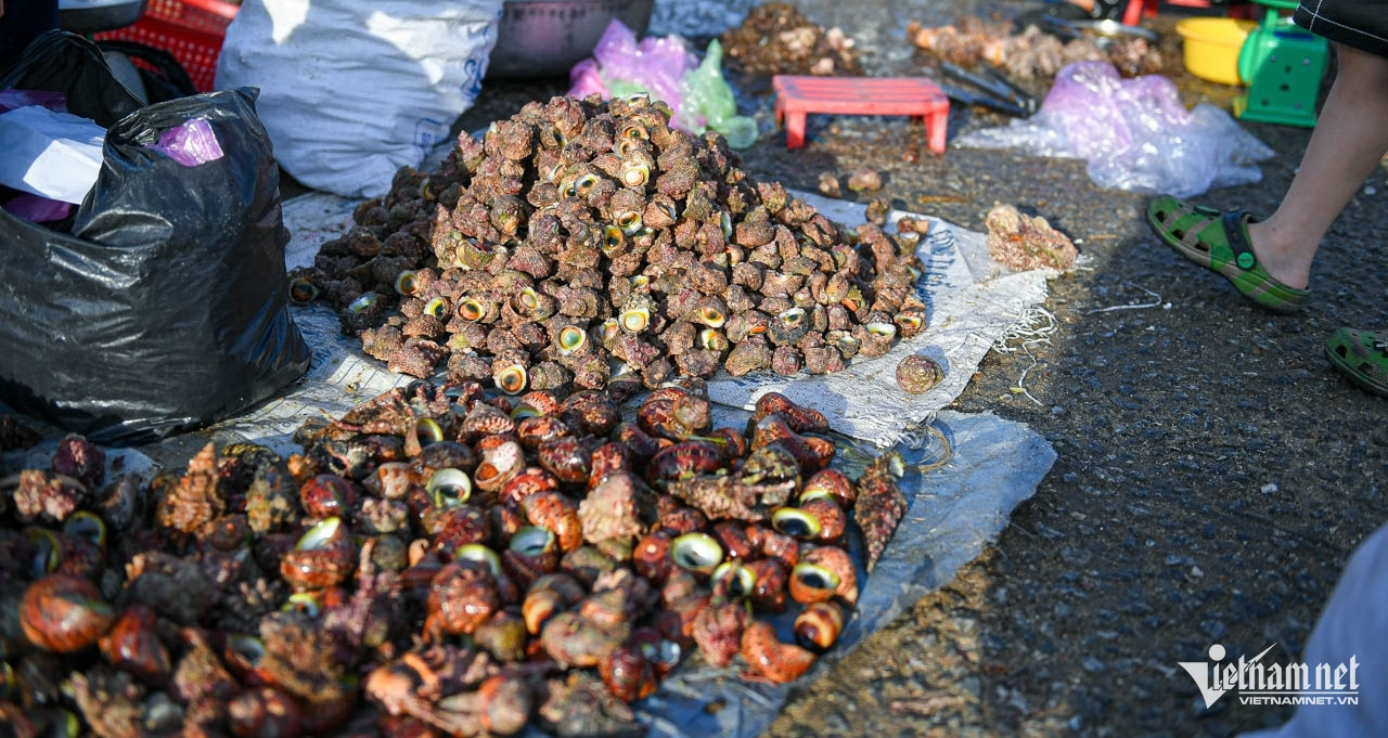 Ly Son’s moon snails sparkle with hidden gems