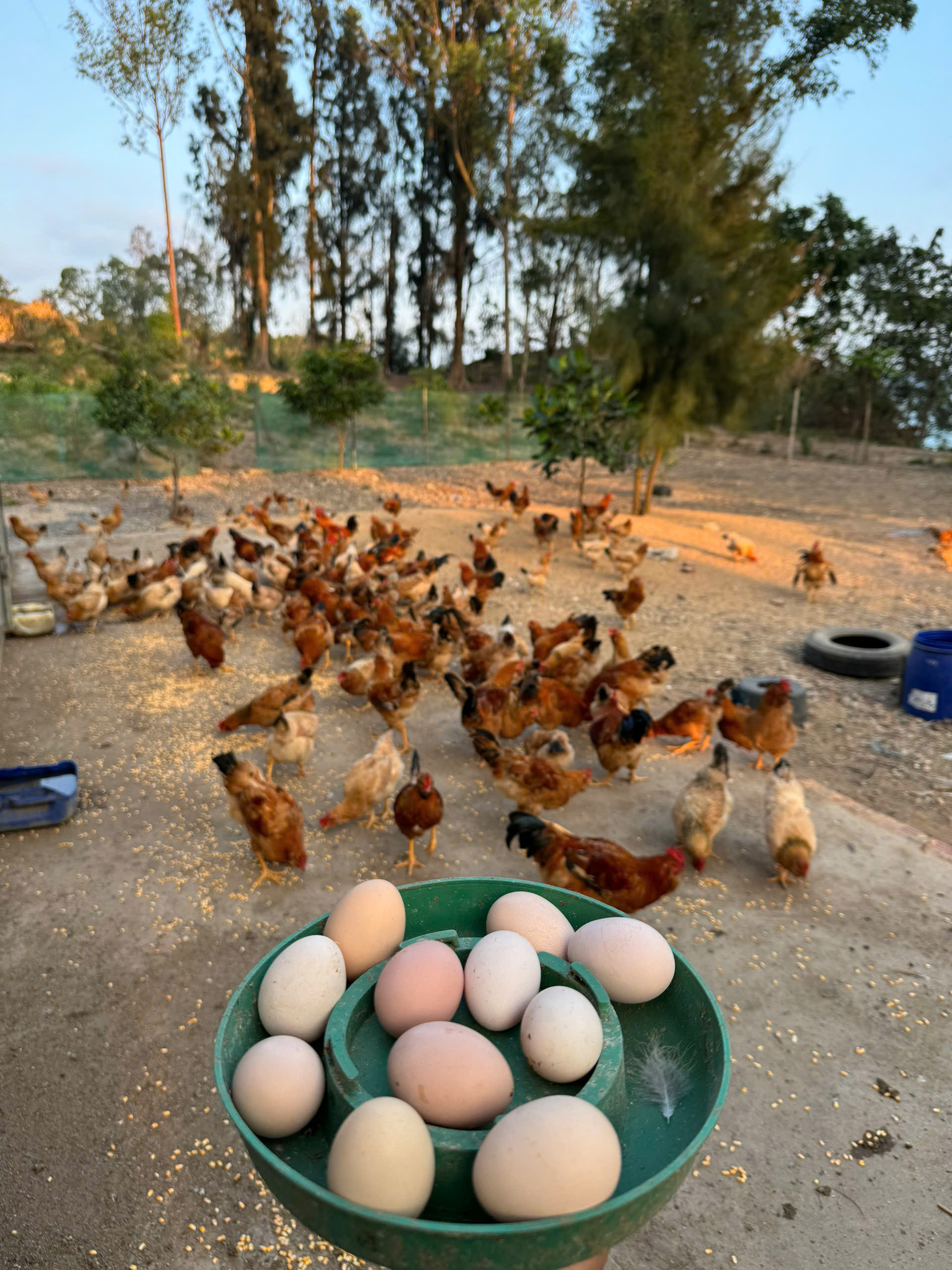 gà râu cái chiên 2.jpg