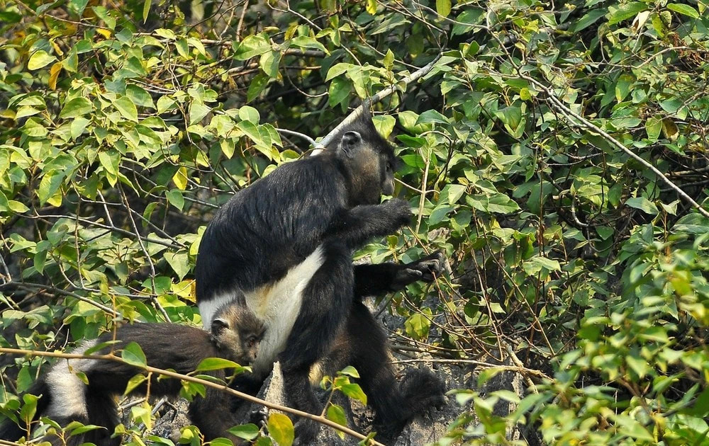 Hanoi launches regional biodiversity conservation initiative