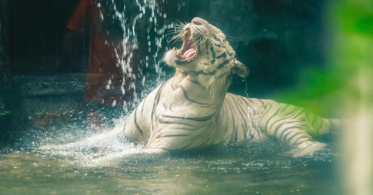 Rare white tiger Ngo Khong dies at Saigon Zoo after illness
