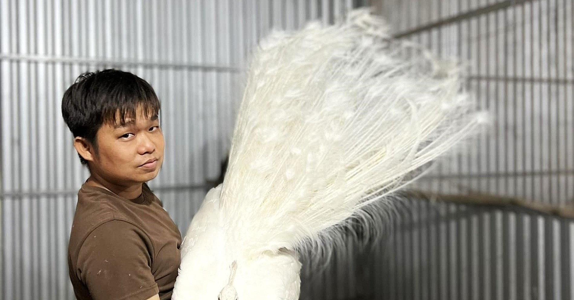 Can Tho farmer earns $12,000 annually raising rare dancing peacocks