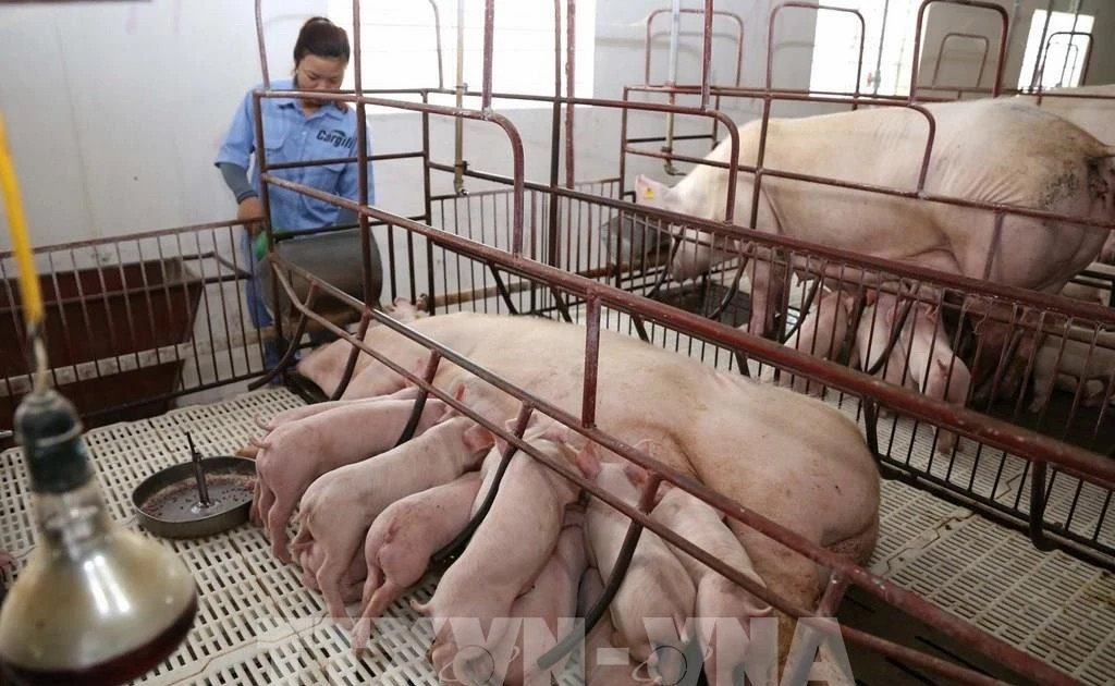 Vietnam considers multi-storey pig farming to modernise livestock industry