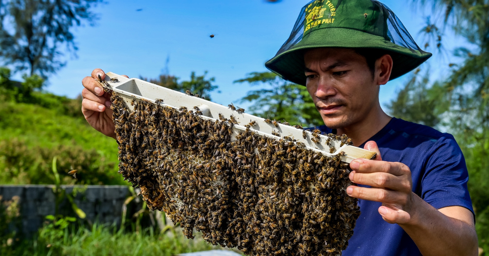 Mangrove honey harvest sustains livelihoods in Ninh Binh
