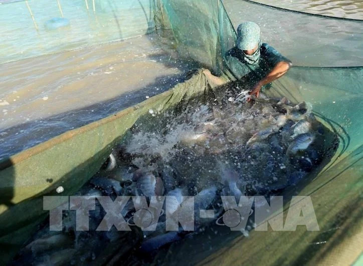 New opportunity for Vietnam’s tilapia exports