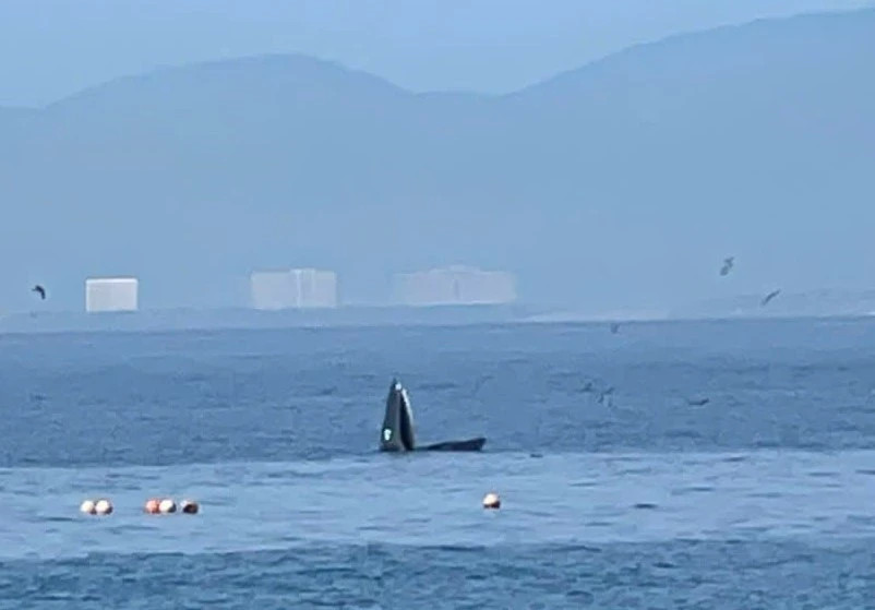 Whale frequents Nha Trang bay, authorities strengthen protection measures