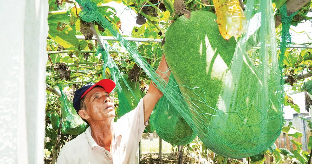 Giant winter melon village thrives in Gia Lai