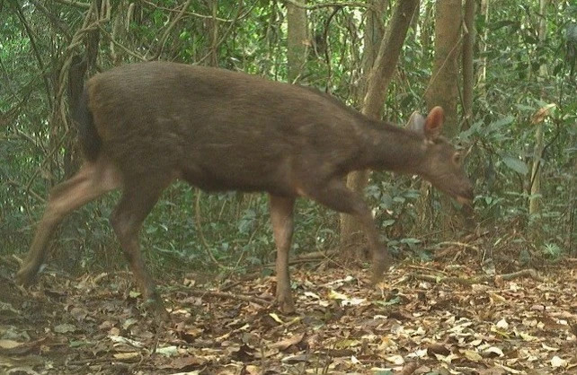 Rare wildlife caught on camera in Phong Nha – Ke Bang