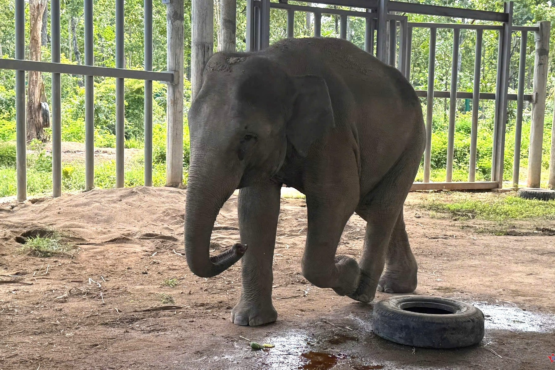 Baby elephant follows rescuers, rejects mother after well rescue