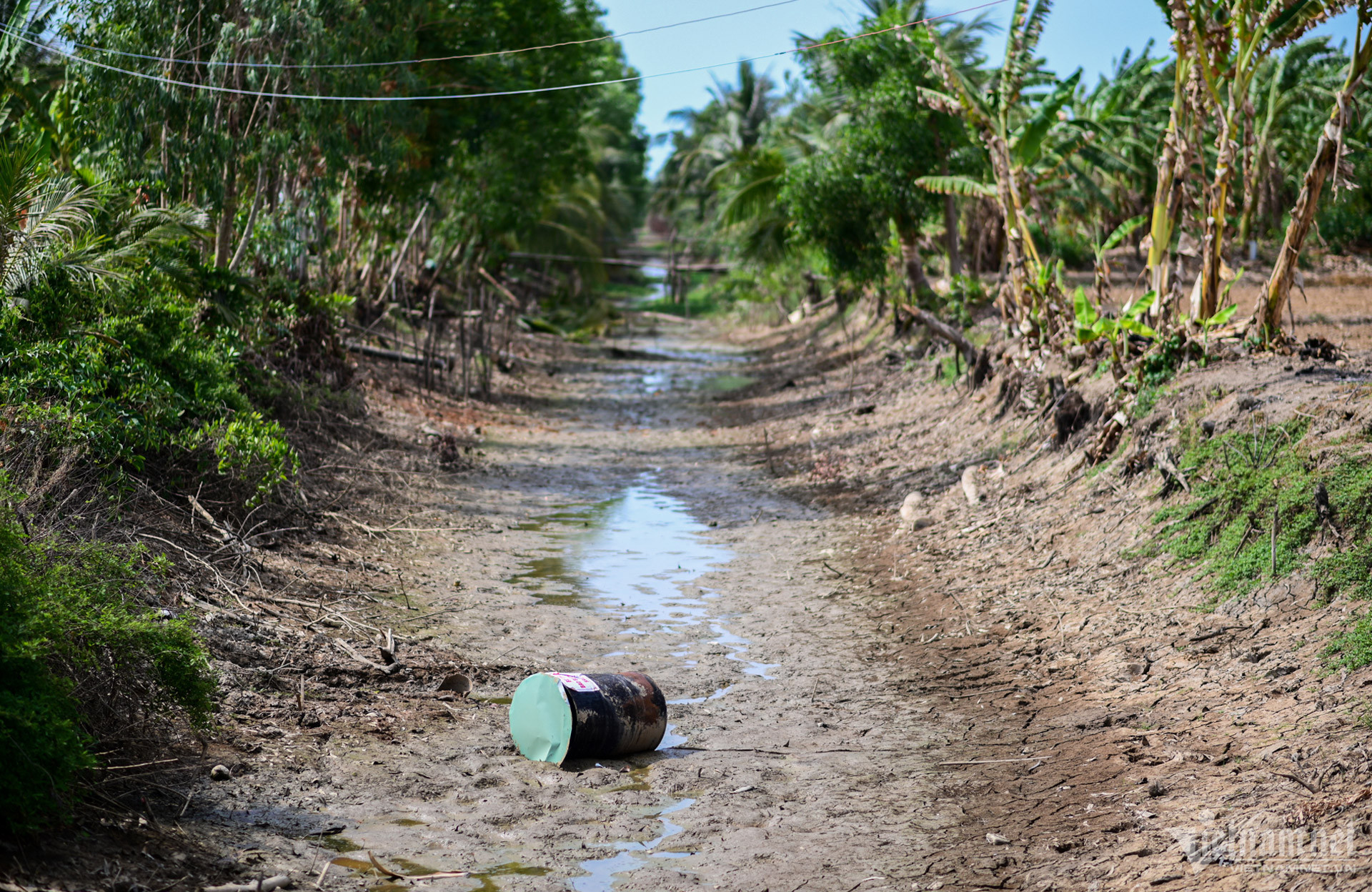 w han man tien giang nguyen.jpg