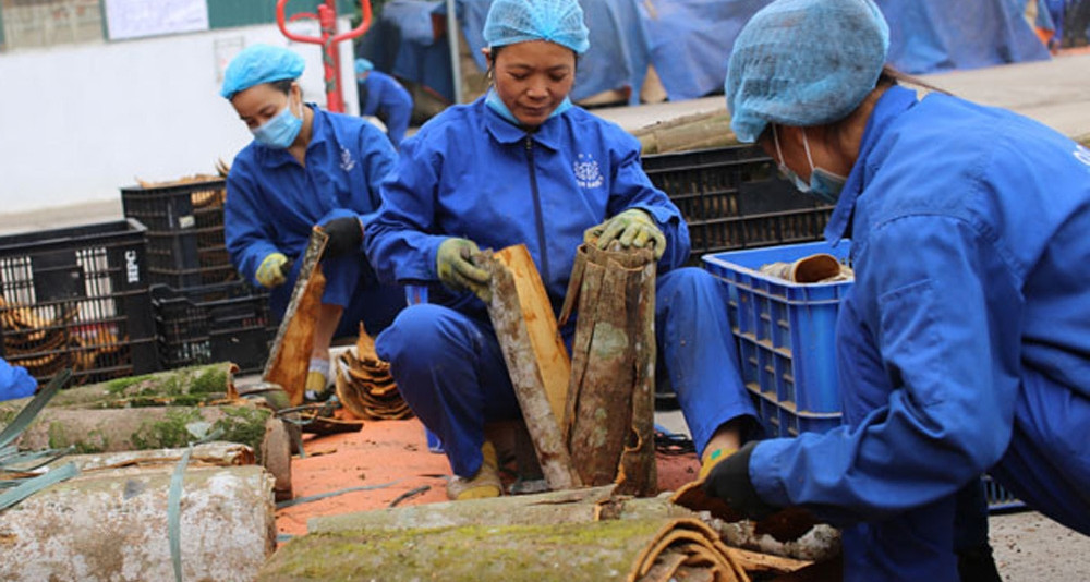Vietnam earns $188mil. from cinnamon exports in 7 months