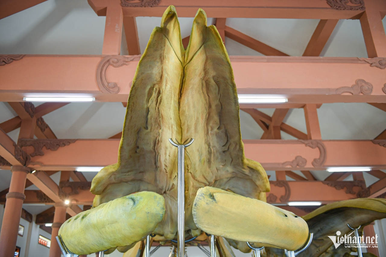 W-xuong ca ong la ly son 6.jpg