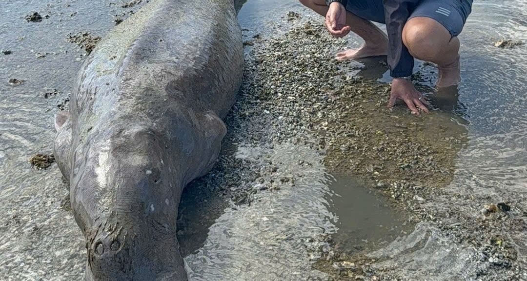 A rare dugong washes up dead on Con Dao Island