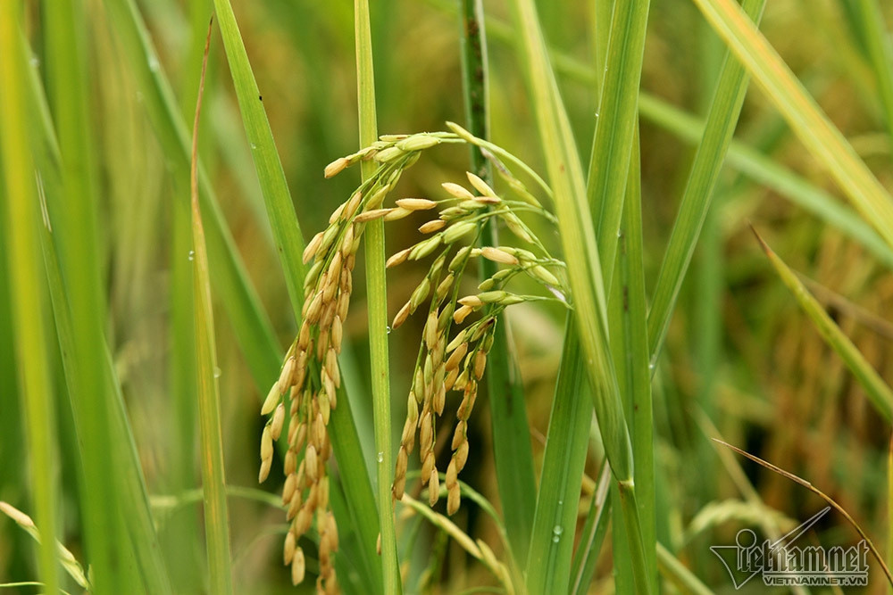 New 117 million-ton resource: carbon credit exports could yield big money