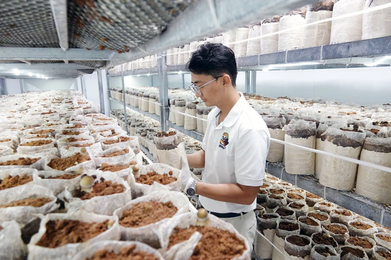 Can Tho man quits high-paying job to grow specialty mushrooms