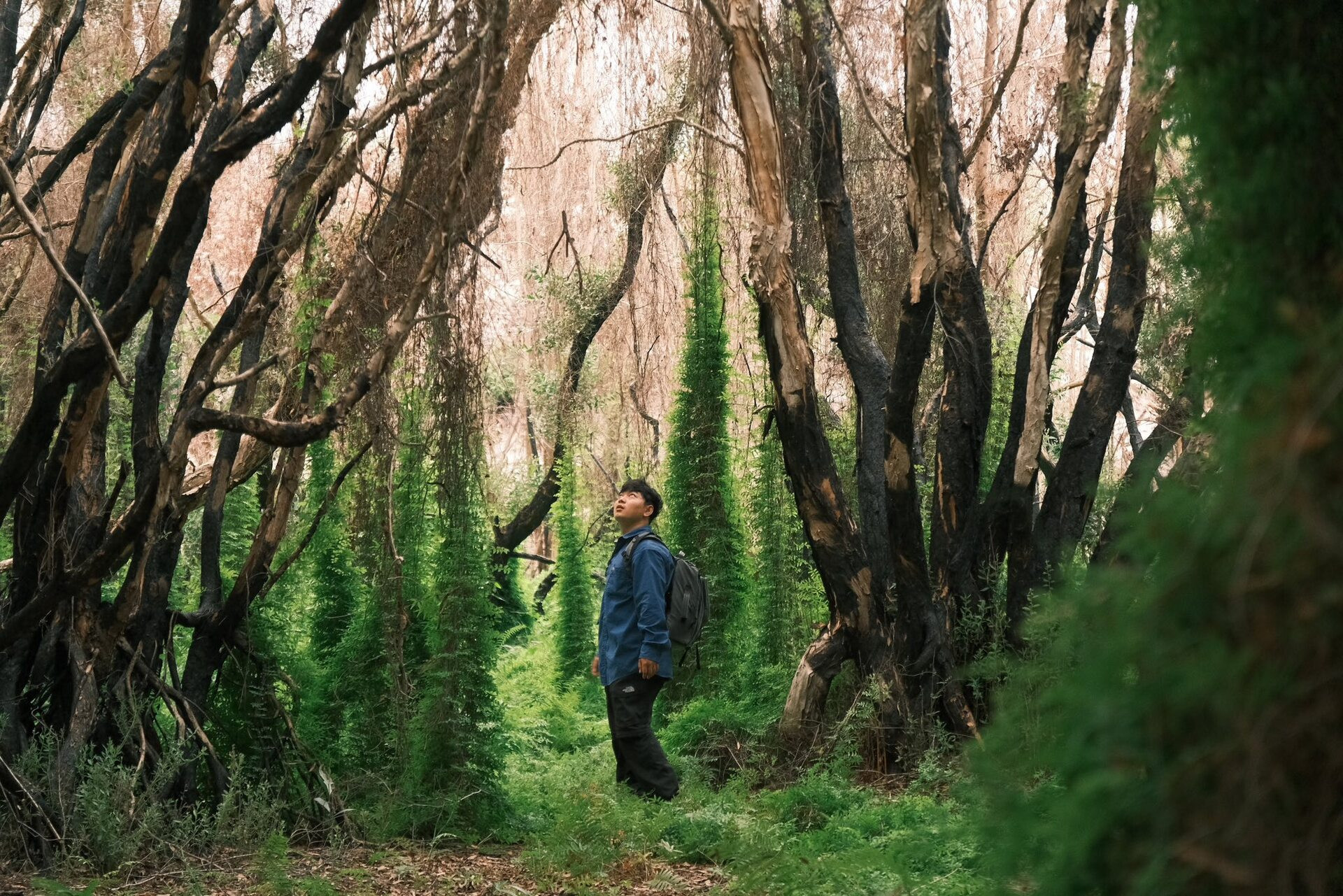 rừng cổ tích khánh hòa