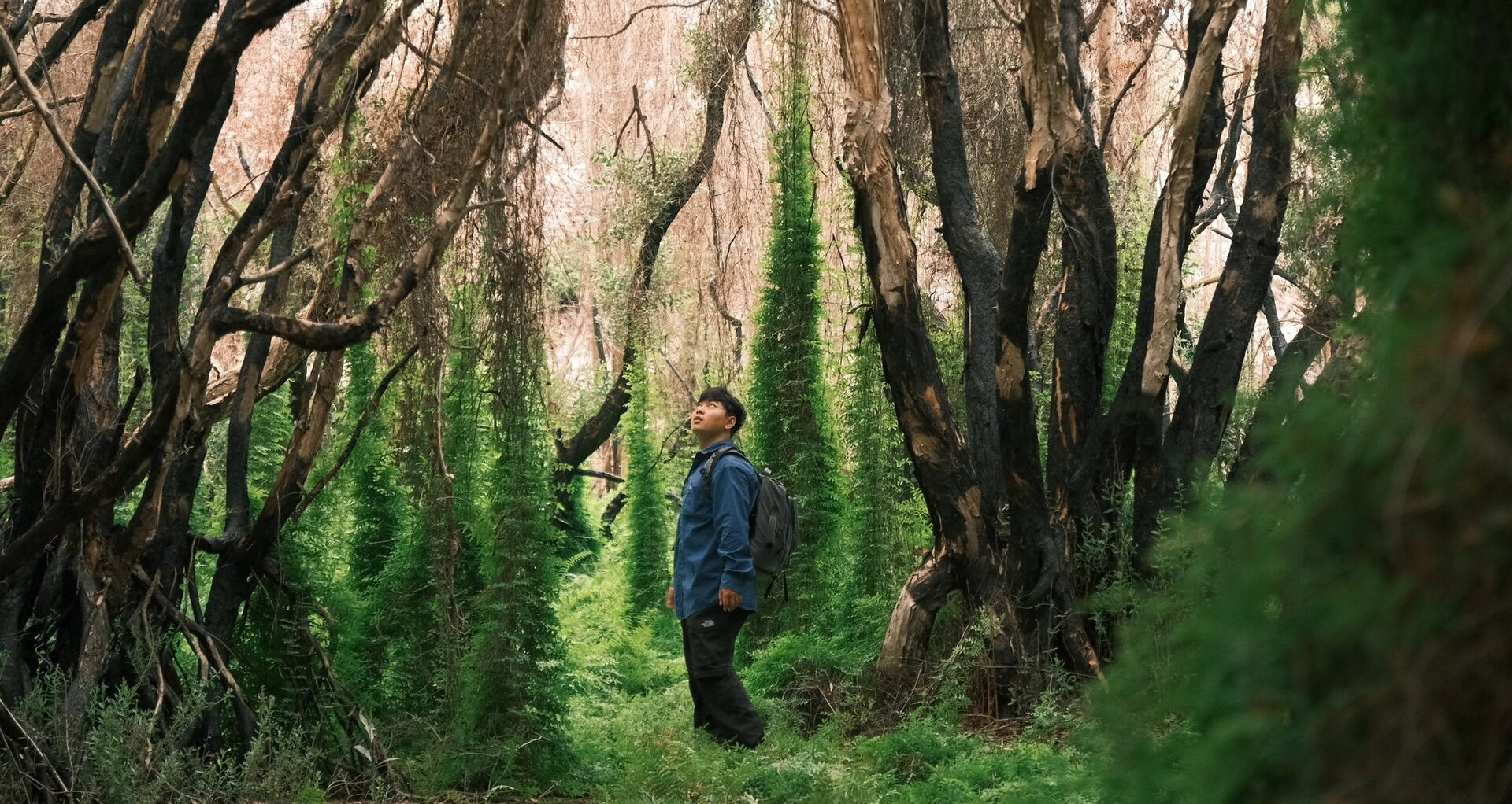 Mossy ‘fairy-tale forest’ in Khanh Hoa goes viral online