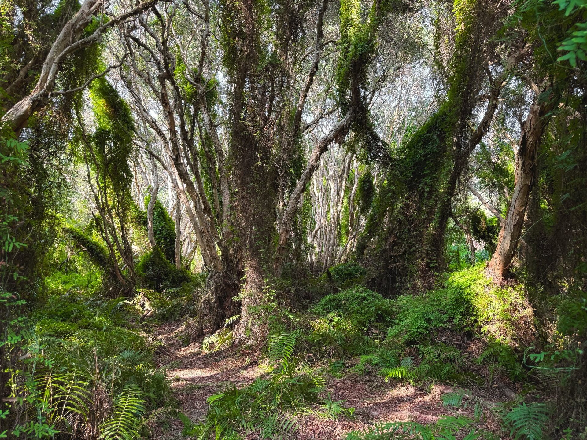 rừng cổ tích khánh hòa