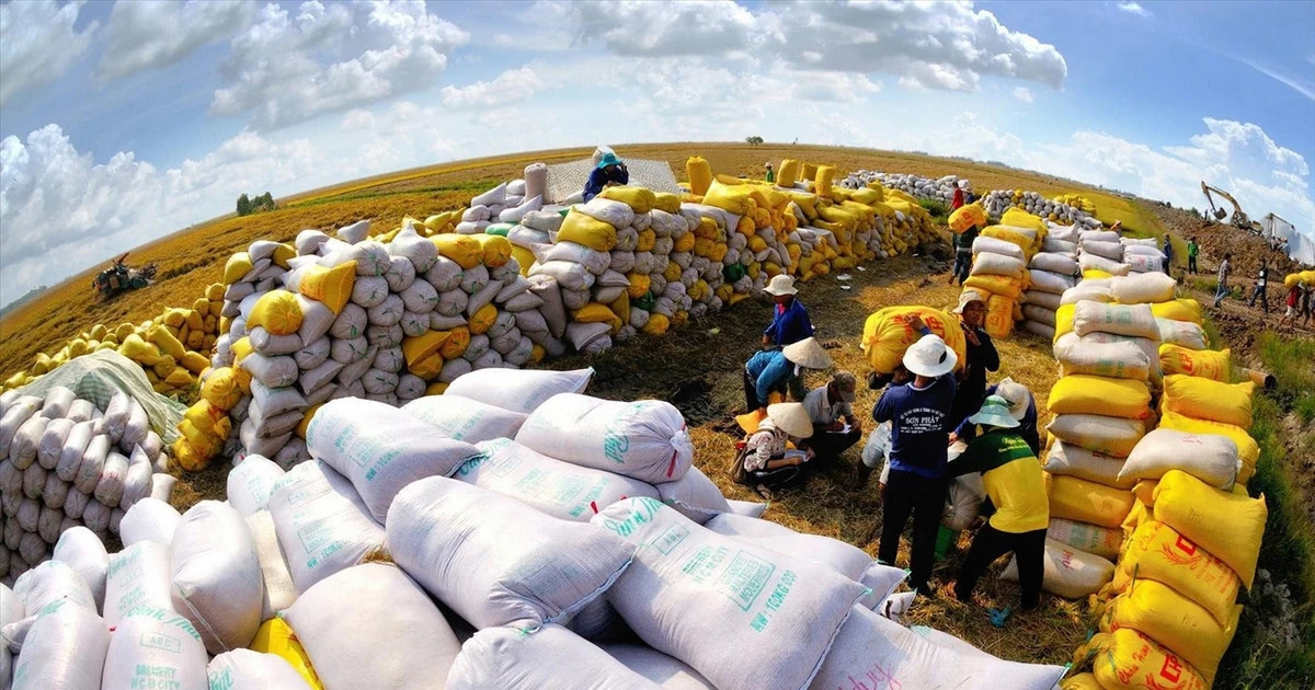 Vietnam rises to No. 2 in global rice exports, PM calls for rapid expansion