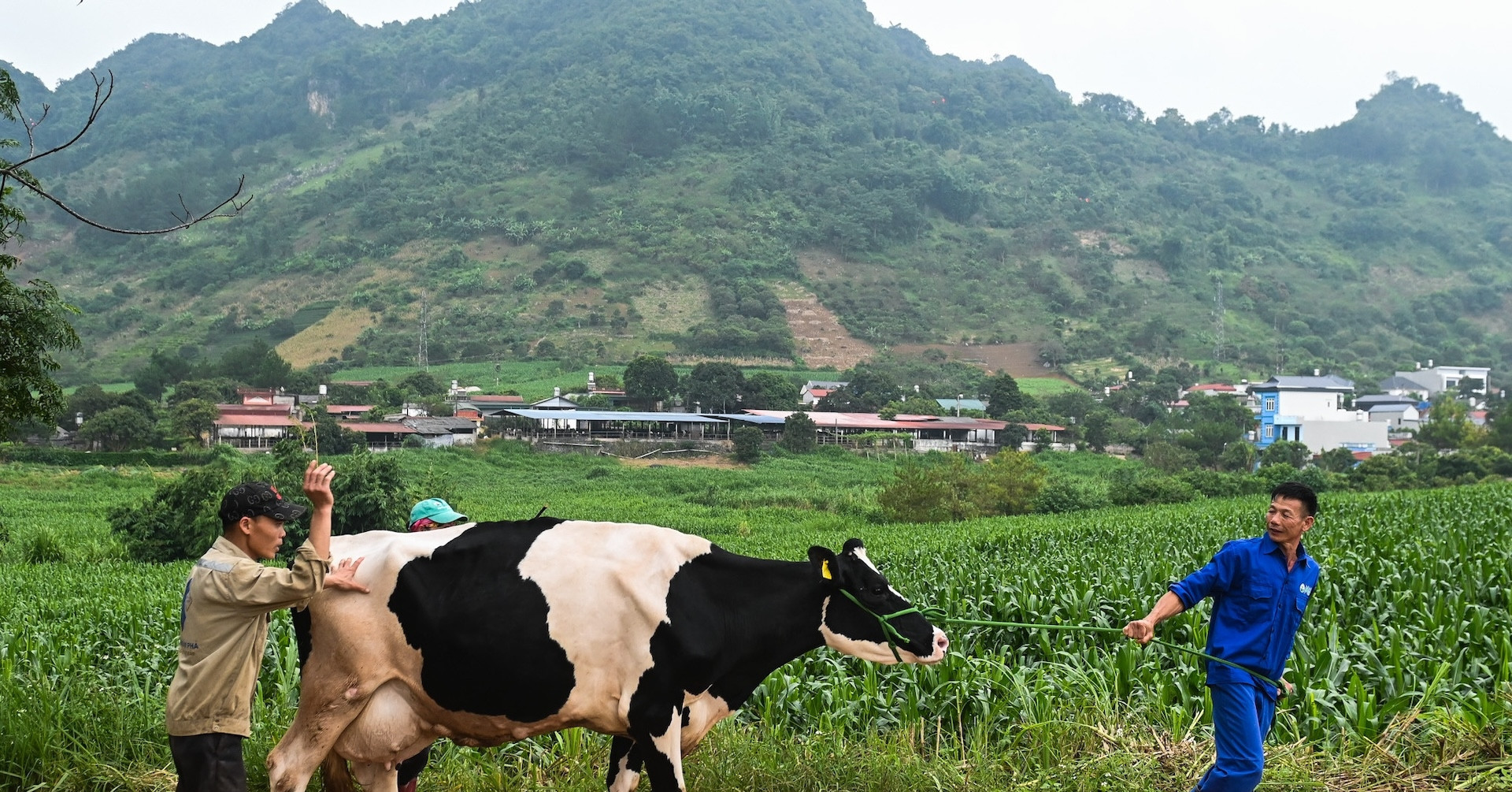 Vietnam’s dairy industry in decline: Local herds shrink, targets in jeopardy