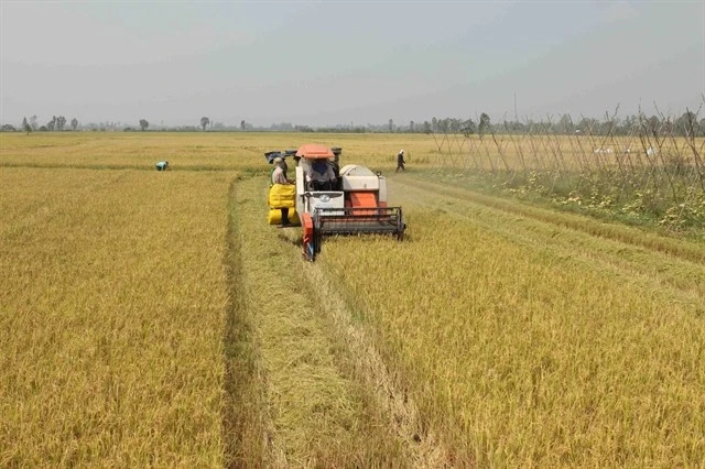Vietnam’s rice race heats up with fresh push for quality gains