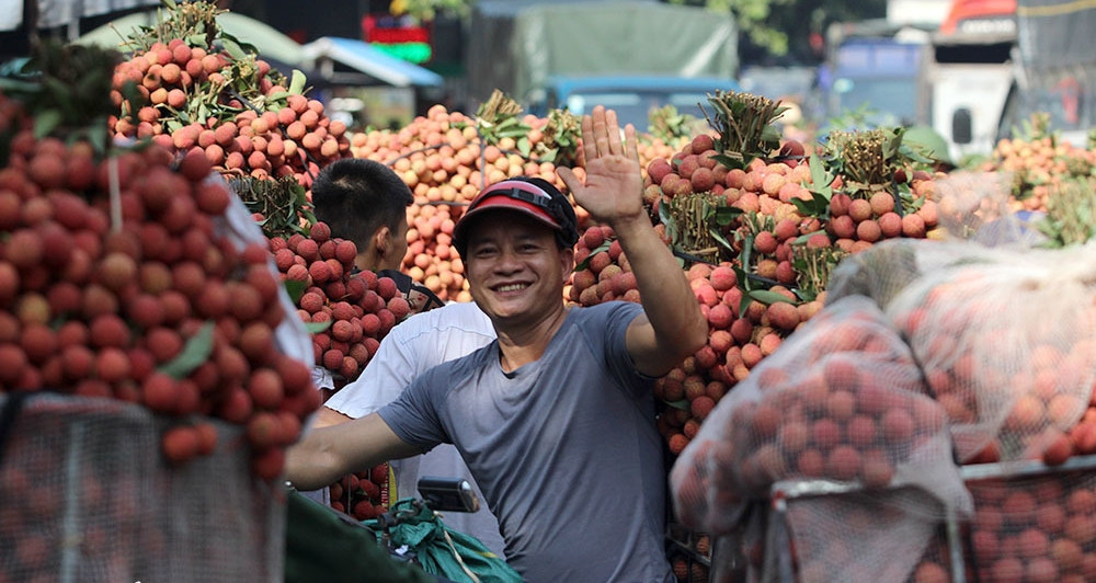 Bac Ninh lychee season sets record with $246 million in revenue
