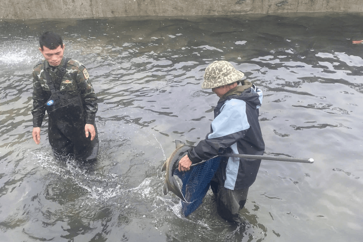 Cheap Chinese sturgeon floods market, hitting Lao Cai fish farmers hard