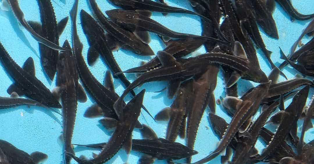 Cheap Chinese sturgeon floods market, Lao Cai takes action