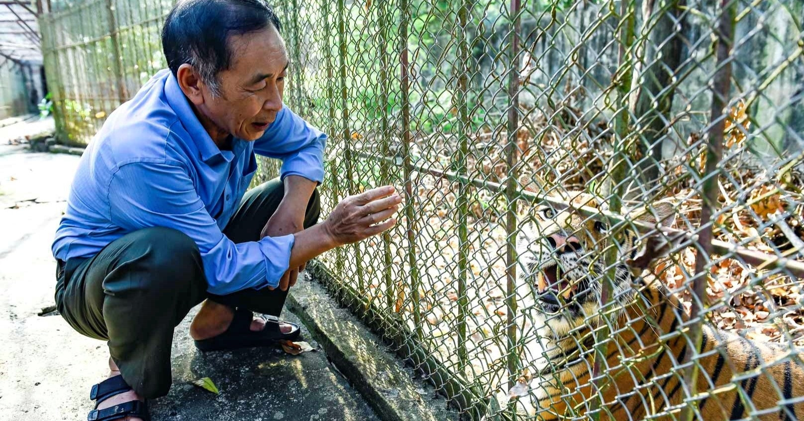 Family trapped caring for nine tigers as license expired in 2017