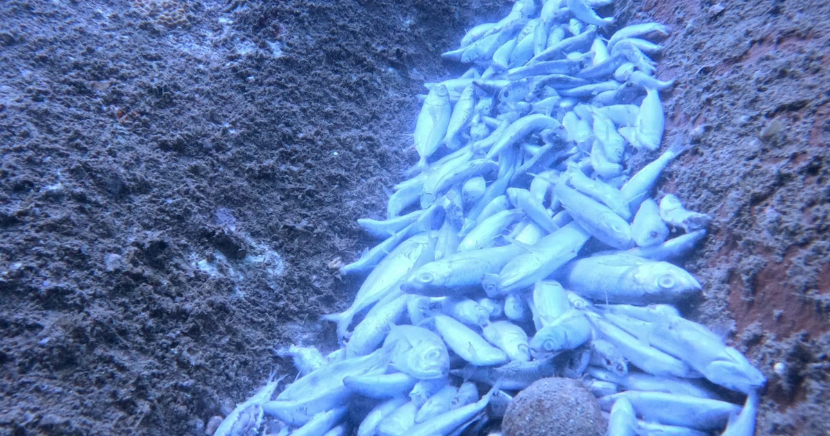 Mass fish death and coral destruction in Khanh Hoa stuns divers